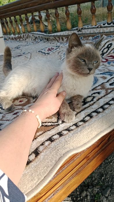 Отдам в добрые руки кошку