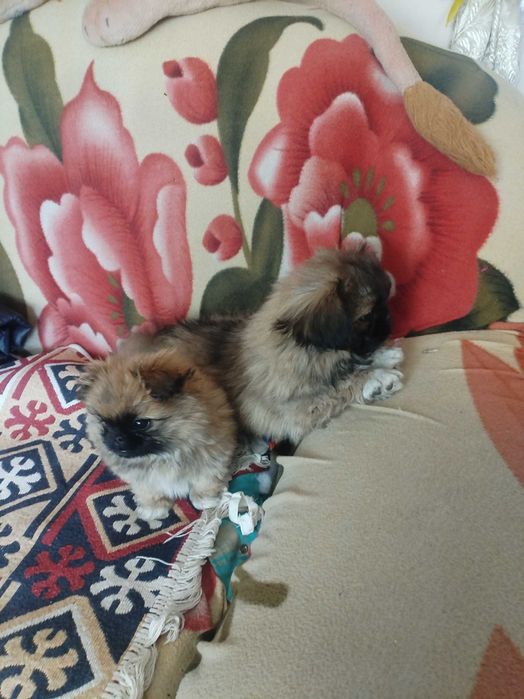 Пекинесы мальчики