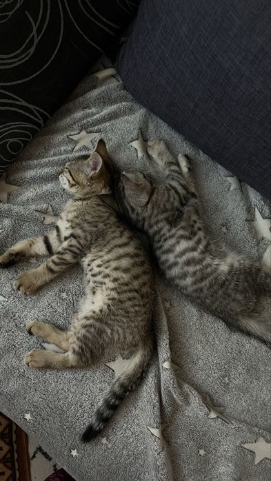 Котенки двое , мальчик и девочка