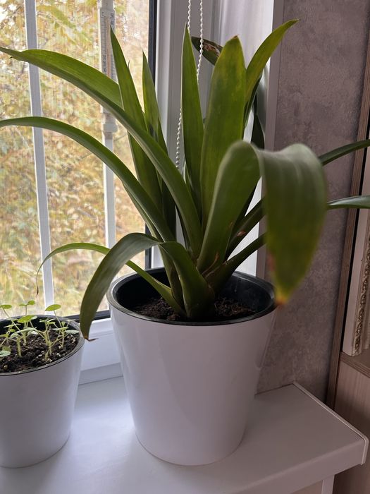 Цветок мамино сердце Гузмания