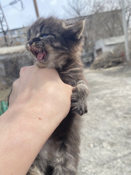 Котята 2,5 месячные