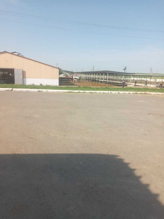 Продаю бизнес действующую молферму в Ташкентской области