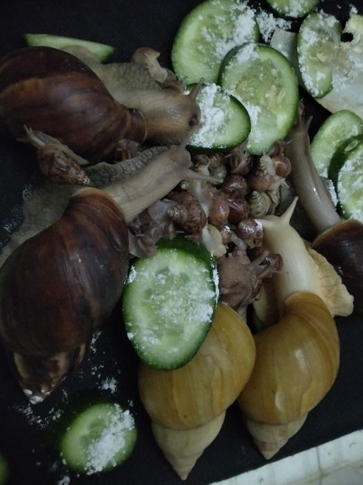 Улитка ахатина арзон нарх