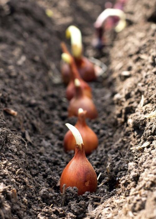 Bloom Flower | Қызғалдақ пиязшықтары (луковиц тюльпандары)