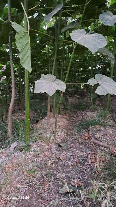 Павлония кучатлари