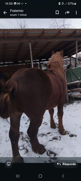 Vand manz de 1 an jumătate