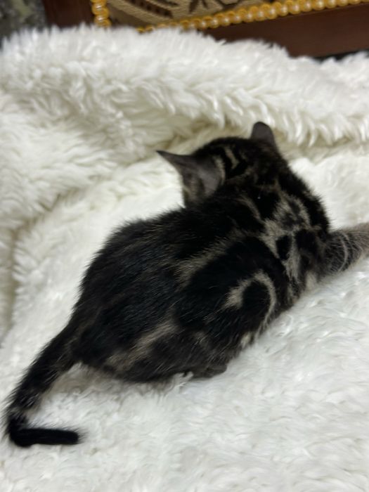 Клубные бенгальские котята