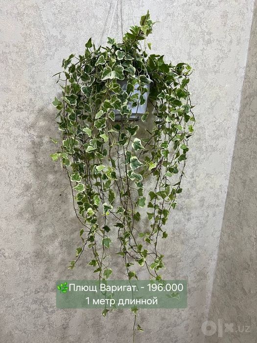 Эпипремнум Марбл, Эпипремнум Нжой и другие растения