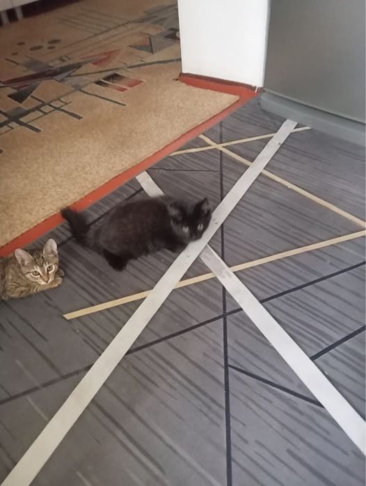Котята 1,5 месяца