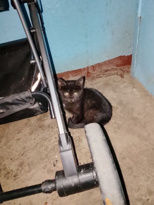 ОтдамКотят вДобрыеРукиНаЮбилейной