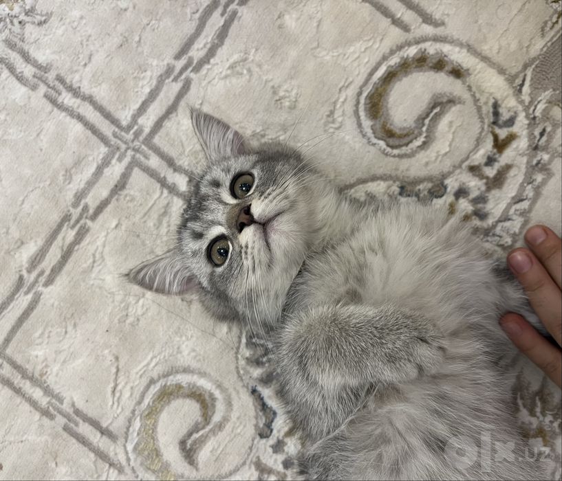 Милая серенькая кошечка
