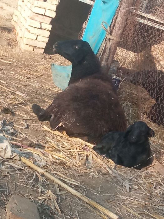 Она бола куй сотилади хисори куй