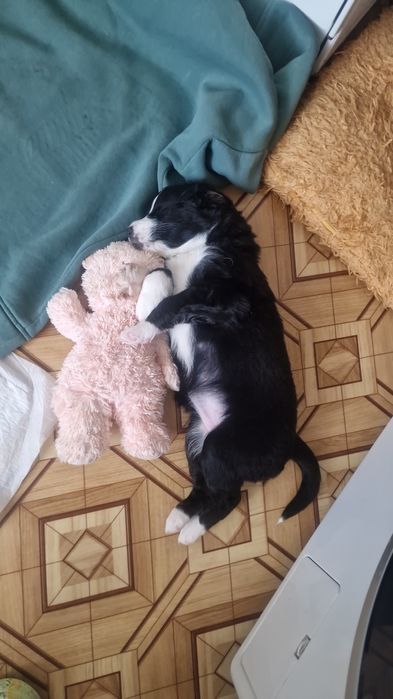 Девочка в добрые руки