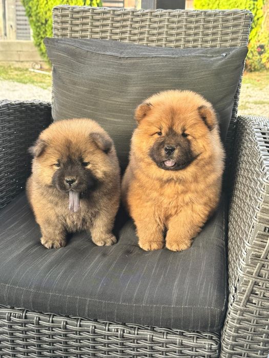 Chow Chow femela