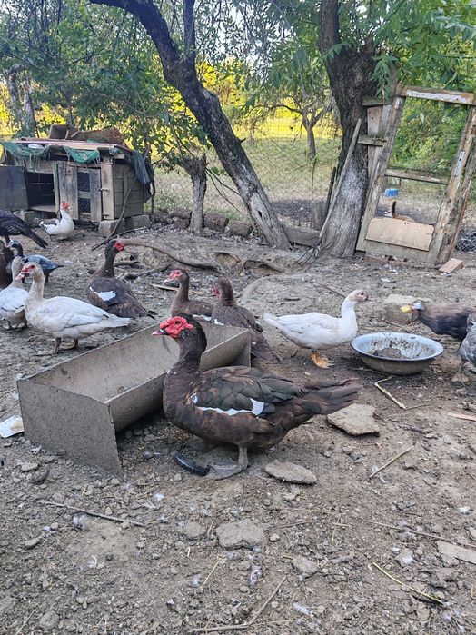 Curcan, rațe ciocolati muscovy și o rată lavandă și una gri
