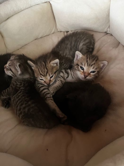 Котята месяц котенку