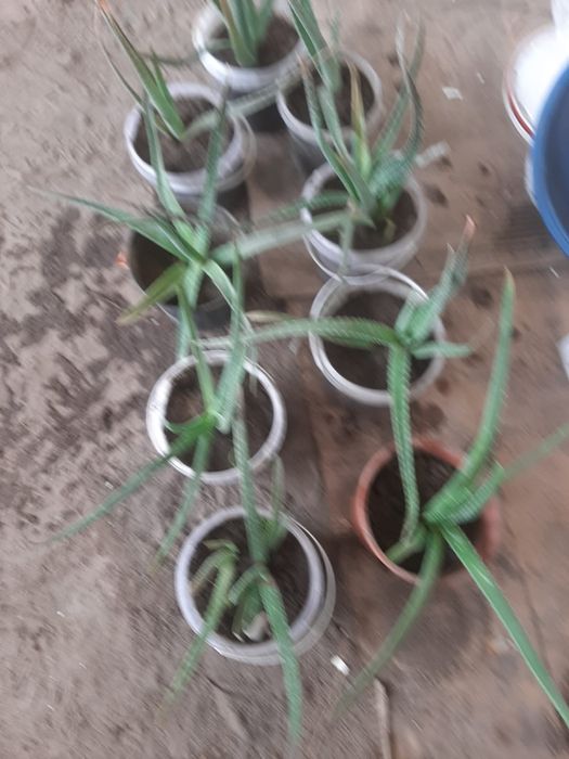 Продам алое вера