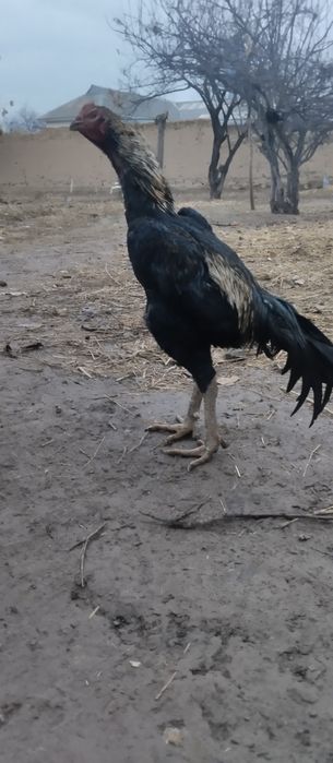 Dakan korea xoʻrozi  yoshiga yetgan  xozir tulovda