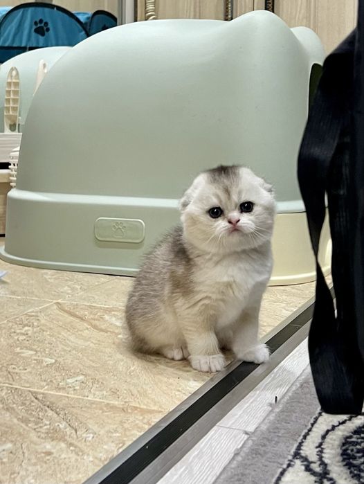 Вязка! Шиншилла Серебро , Фолд!