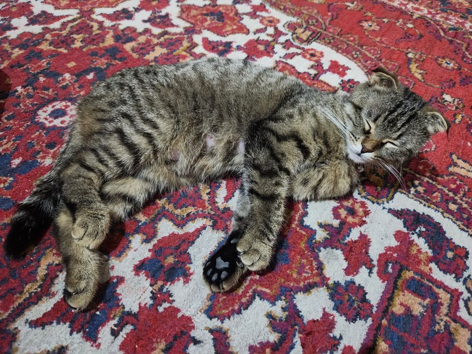 Кошка 1.5 год с котятоми