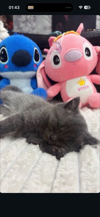 Отдам котенка в хорошие руки