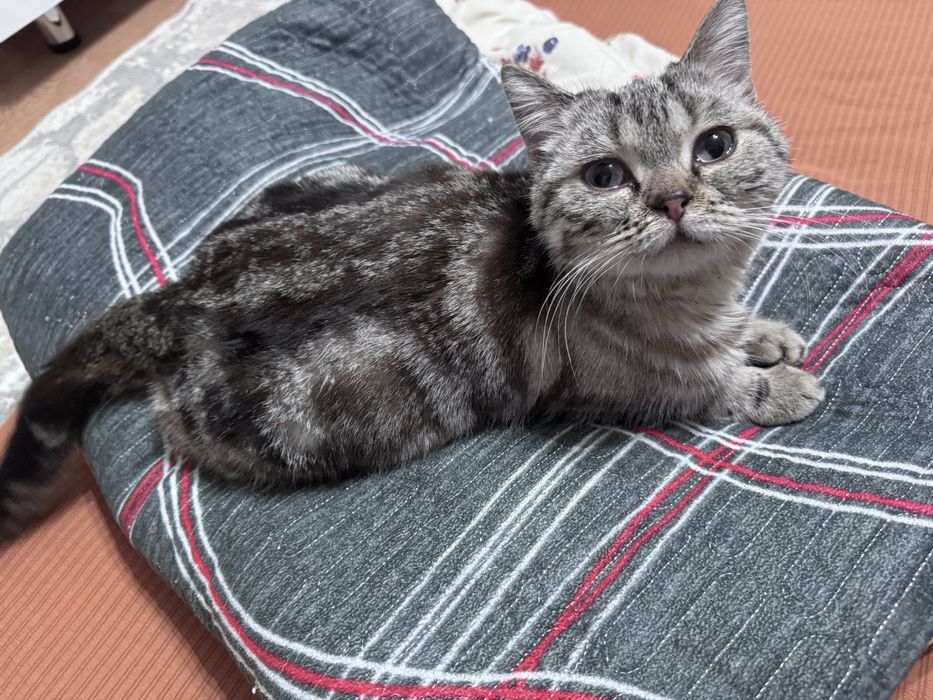 Кошка ищет семью