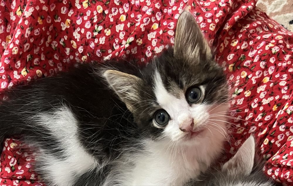 Две девочки-котёнка, 2,5 месяца. Скоро 3