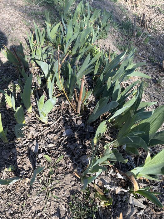 Ирисы разных цветов