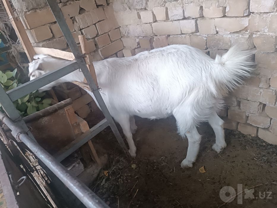 Рус ок эчкиси ургочи