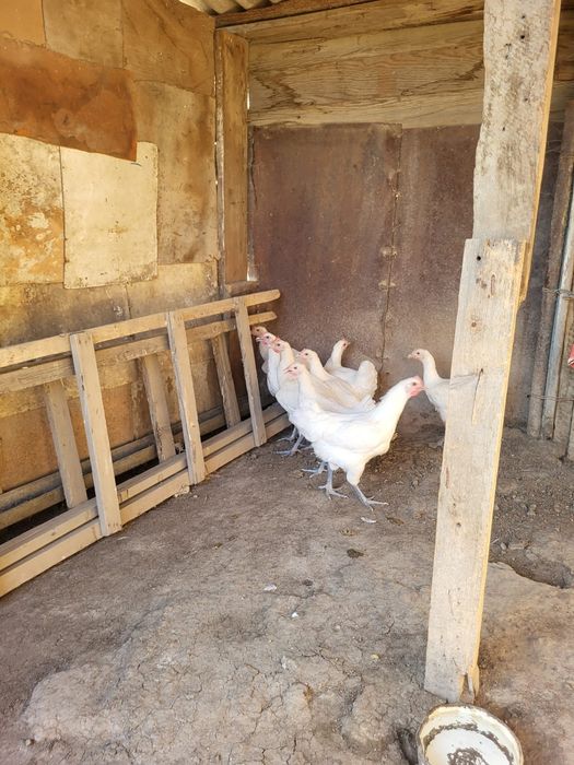 Брессгальские куры продаются