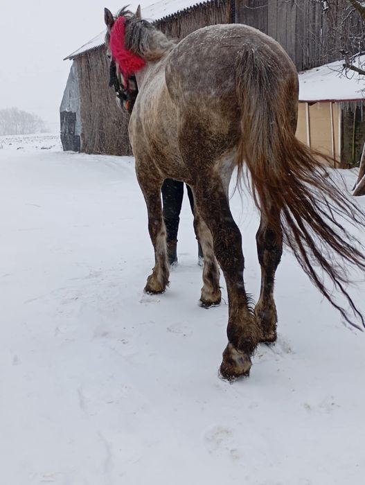 Manz de vanzare 2 ani jumatate