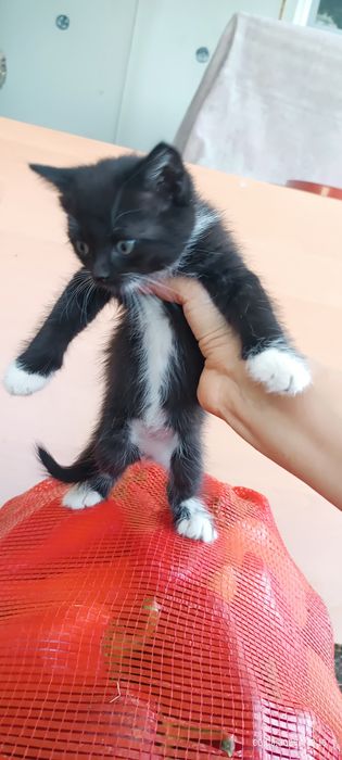 Котята полубританцы отдам