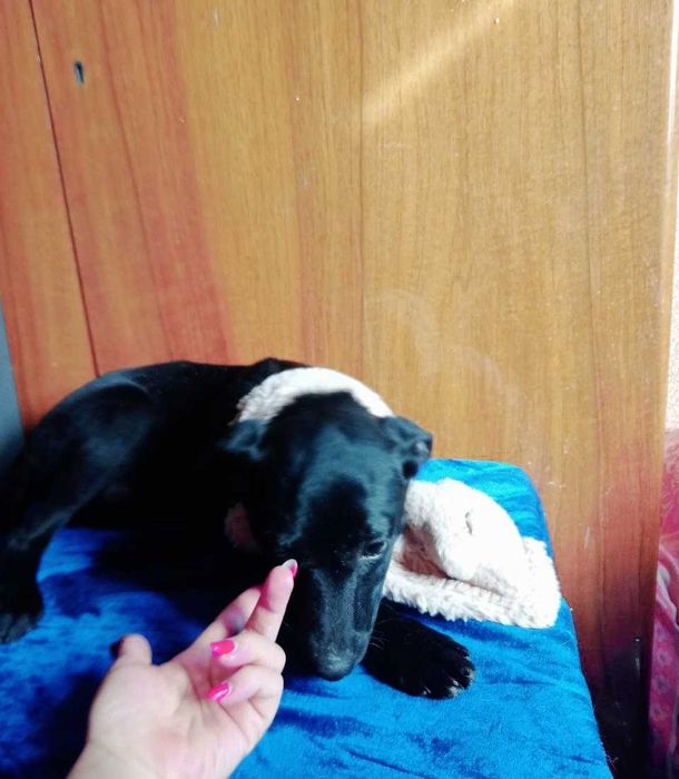 Щенок (собака) девочка, 3.5 месяца
