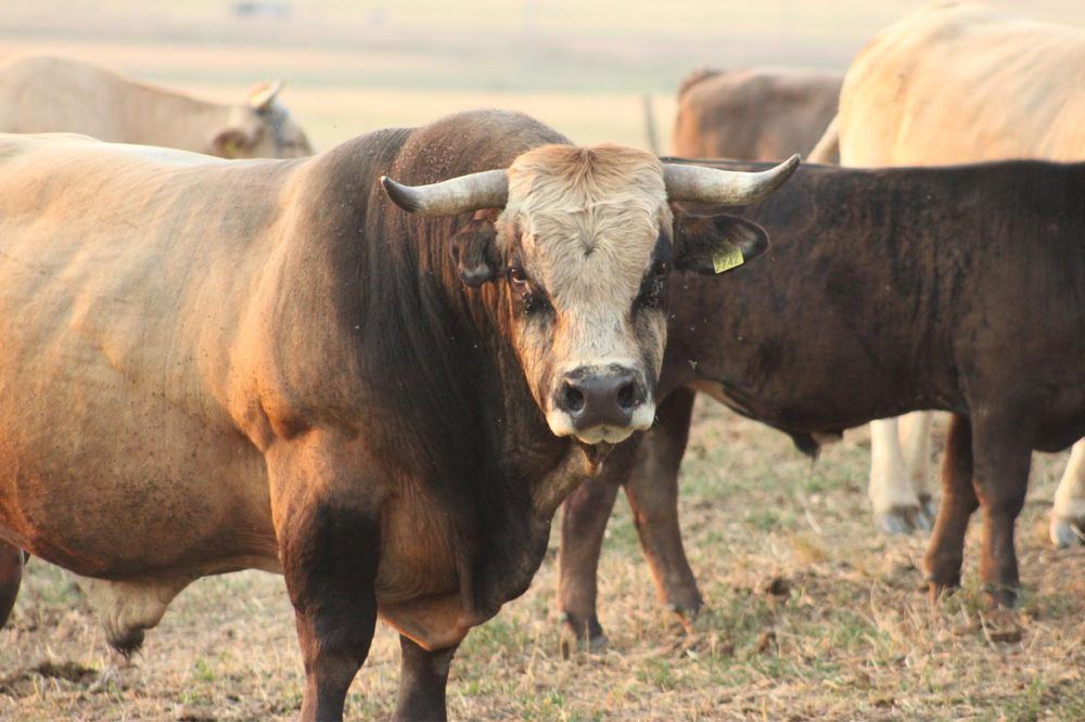 Vand taur aubrac varsta 7 ani