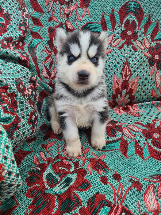 Продам щенков сибирской хаски.