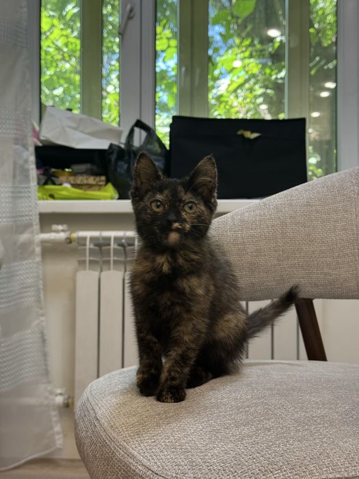 Отдам в добрые руки котенка