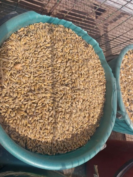 Жес арпа бидай отруби