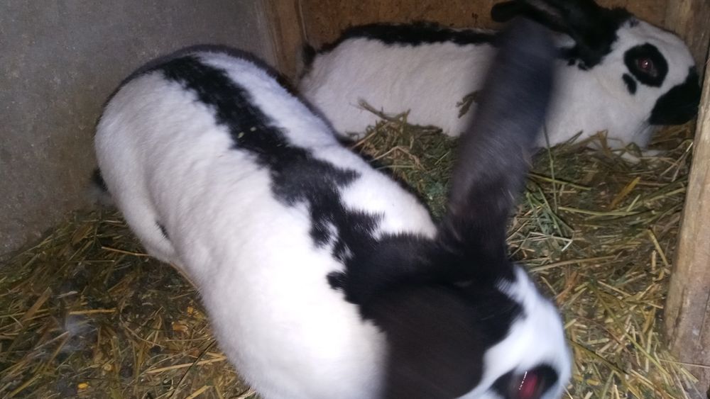 Vind iepuroi Fluture si Uriaș Alb