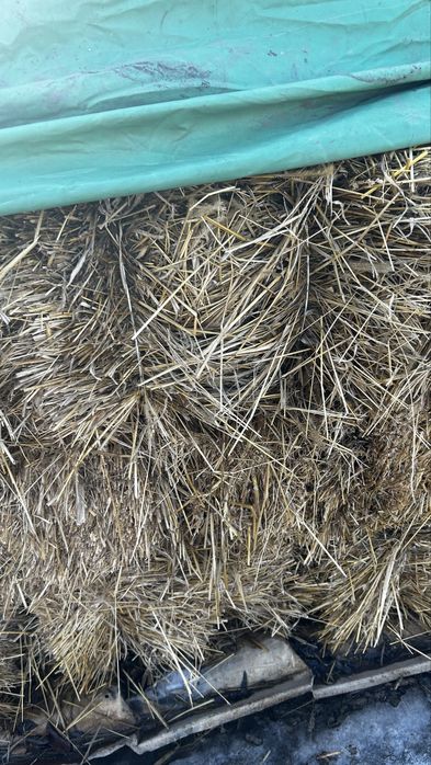 Луговое Сено, жай шоп