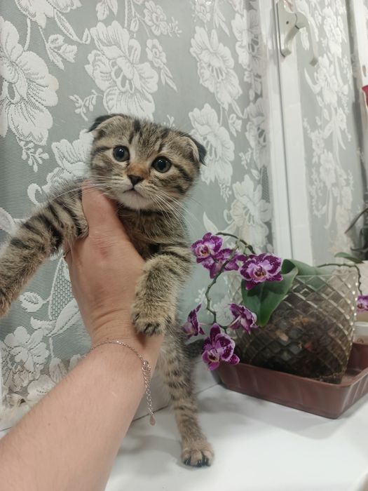 Продаётся котёнок, девочка, порода вислоухая, все прививки сделалы!!!