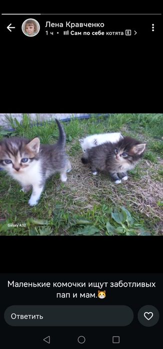 Котята ищут семью