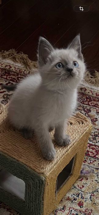 Красавчик-мальчик ищет дом!