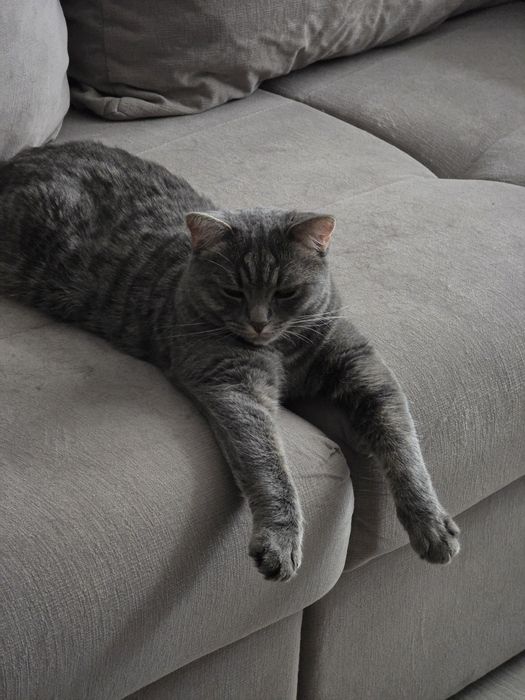 Отдам в добрые руки Шотландка