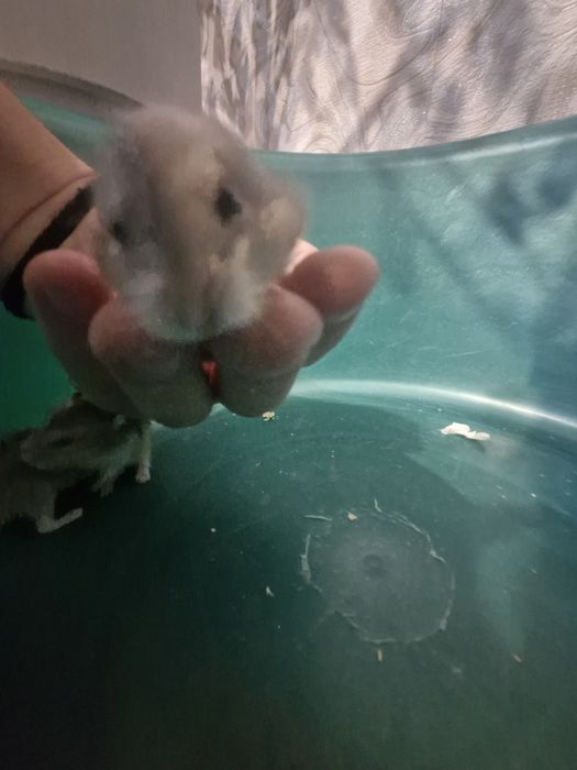 Хомячата Джунгарики