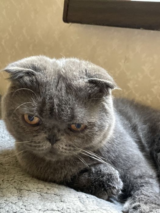 Котенок шотландский вислоухий