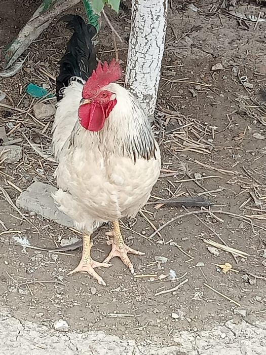 Әтеш.   сатылады