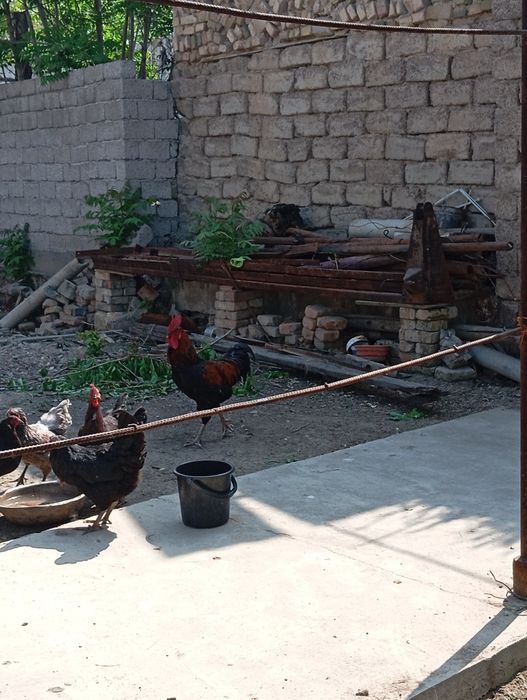 Xo'roz sotiladi ulgurchi narxda