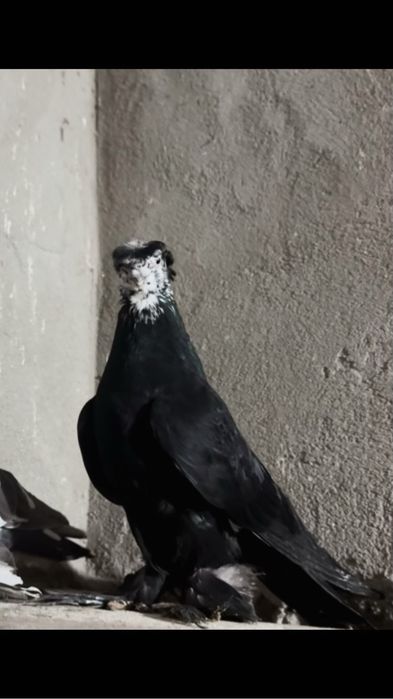 Гулсар самец взрослый
