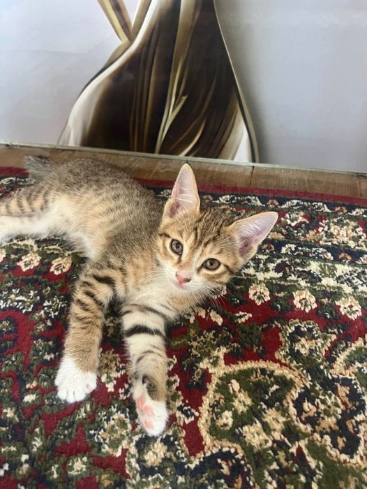 домашние котята.