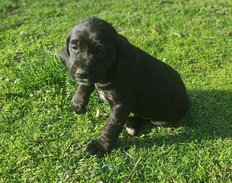 Бретон шпаньол,братче и сестриче